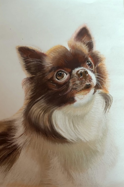 CHIHUAHUA-CABEZA-DE-MANZANA